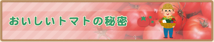 おいしいトマトの秘密